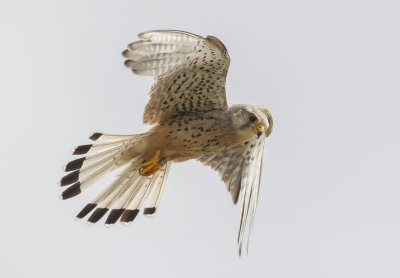 Gallery Torenvalk (Common Kestrel)