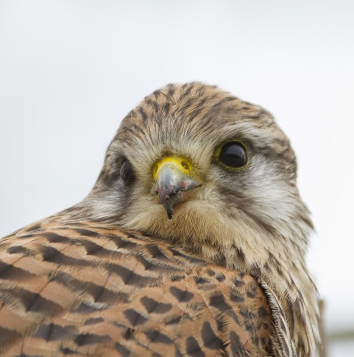 Torenvalk (Common kestrel)