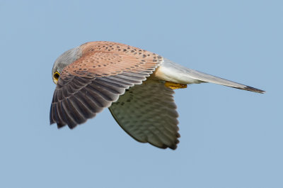 Torenvalk (Common kestrel)