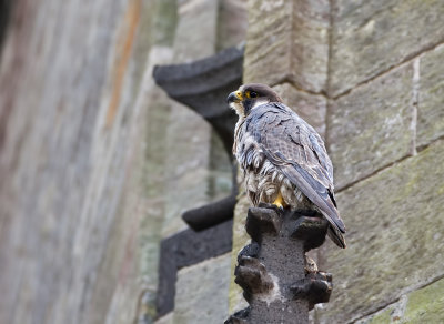 Gallery Slechtvalk (Peregrine Falcon)