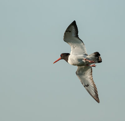 Scholekster (Eurasian Oystercatcher)