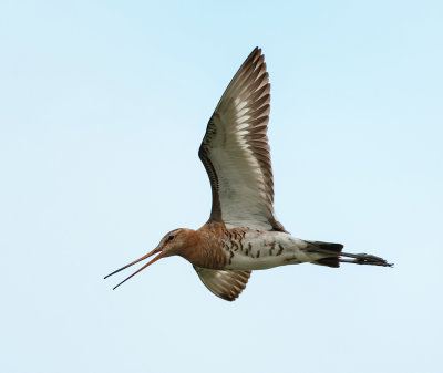 Grutto (Black-tailed Godwit)