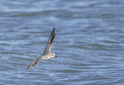 Zilverplevier (Grey Plover)