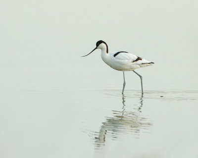 Kluut (Pied Avocet)