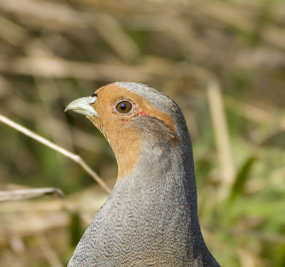 Patrijs (Grey Partridge)