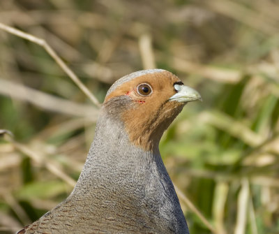 Patrijs (Grey Partridge)