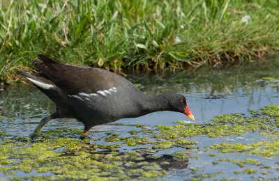 Waterhoen (Common Moorhen)