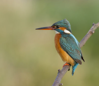 IJsvogel (Common Kingfisher)