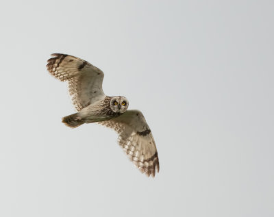 owls