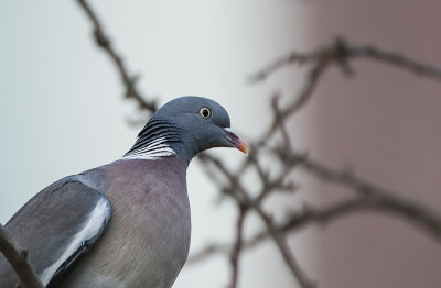 Houtduif (Common Wood Pigeon)