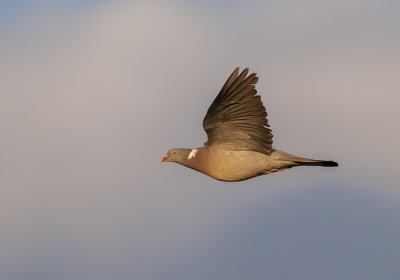 Houtduif (Common Wood Pigeon)