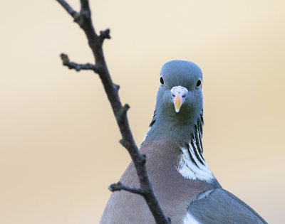 Houtduif (Common Wood Pigeon)