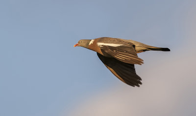 Houtduif (Common Wood Pigeon)