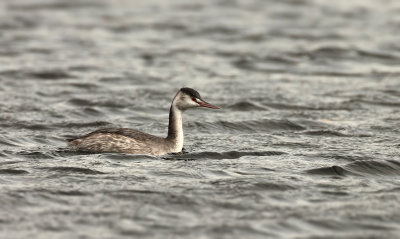 Fuut (Great crested Grebe)