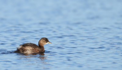 Dodaars (Little Grebe)