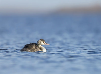 Fuut (Great crested Grebe)