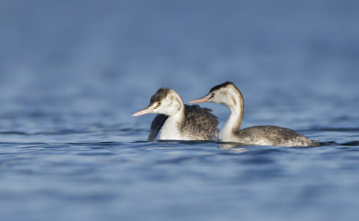 Fuut (Great crested Grebe)