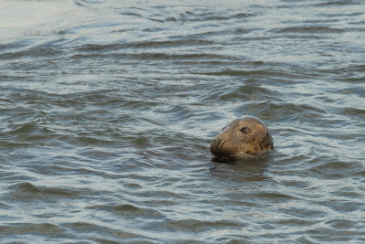 Gallery Zeehonden (Seals)
