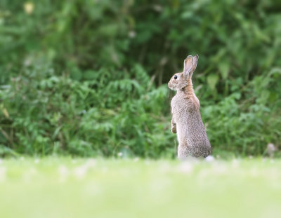 Konijn (European Rabbit)