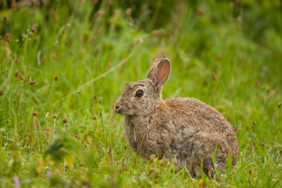 Konijn (European Rabbit)