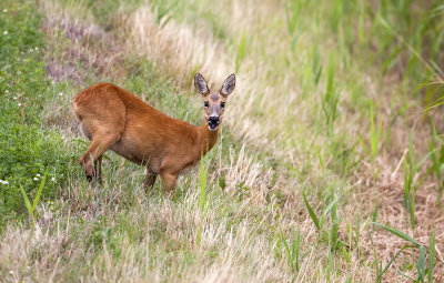 Ree (Roe Deer)