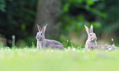 Konijn (European Rabbit)