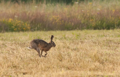 Gallery Haas (European Hare)