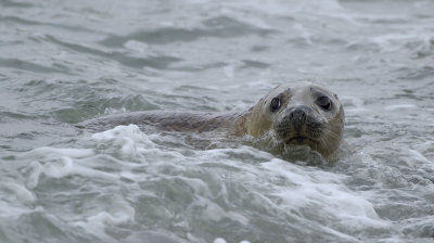 Grijze Zeehond (Grey Seal)