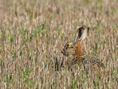 Haas (European Hare)