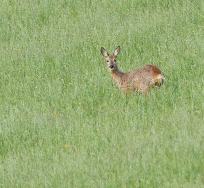 Ree (Roe Deer)