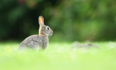 Gallery Konijn (European Rabbit)