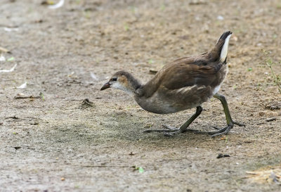 Waterhoen (Common Moorhen)