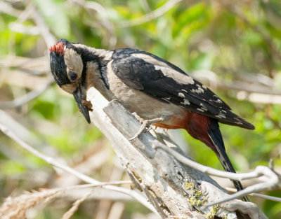 Grote Bonte Specht (Great Spotted Woodpecker)
