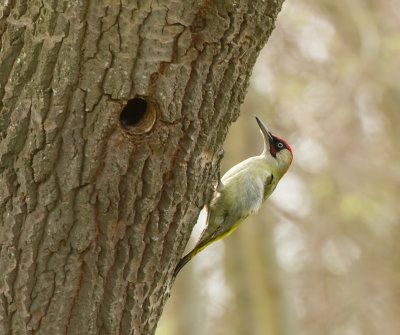 Groene Specht (European Green Woodpecker)
