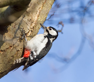 Grote Bonte Specht (Great Spotted Woodpecker)