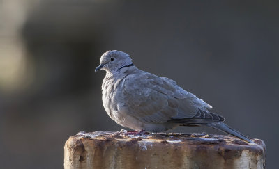 Turkse Tortel (Eurasian Collared Dove)