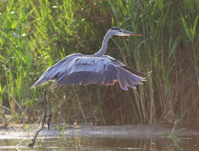 Blauwe Reiger (Grey Heron)