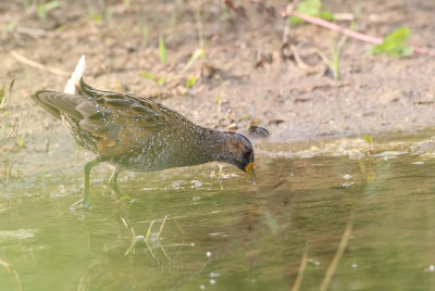 Porseleinhoen (Spotted Crake)