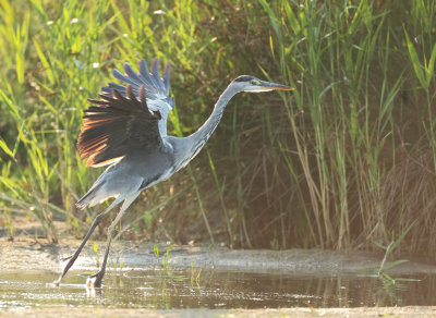 Blauwe Reiger (Grey Heron)