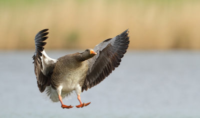 Grauwe Gans (Greylag Goose)