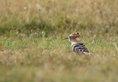 Hop (Eurasian Hoopoe)