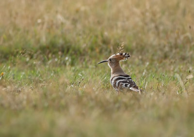 Hop (Eurasian Hoopoe)