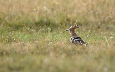 Hop (Eurasian Hoopoe)