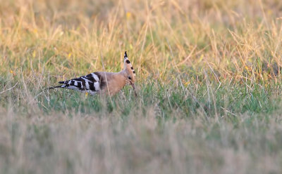 hoopoe