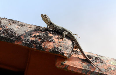 Muurhagedis (Common Wall Lizzard)
