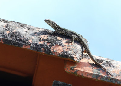 Muurhagedis (Common Wall Lizzard)