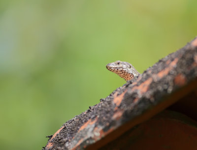 amphibians_and_reptiles