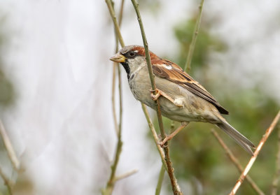 Huismus (House Sparrow)