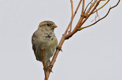 Huismus (House Sparrow)