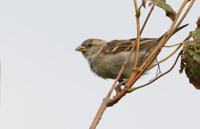 Huismus (House Sparrow)